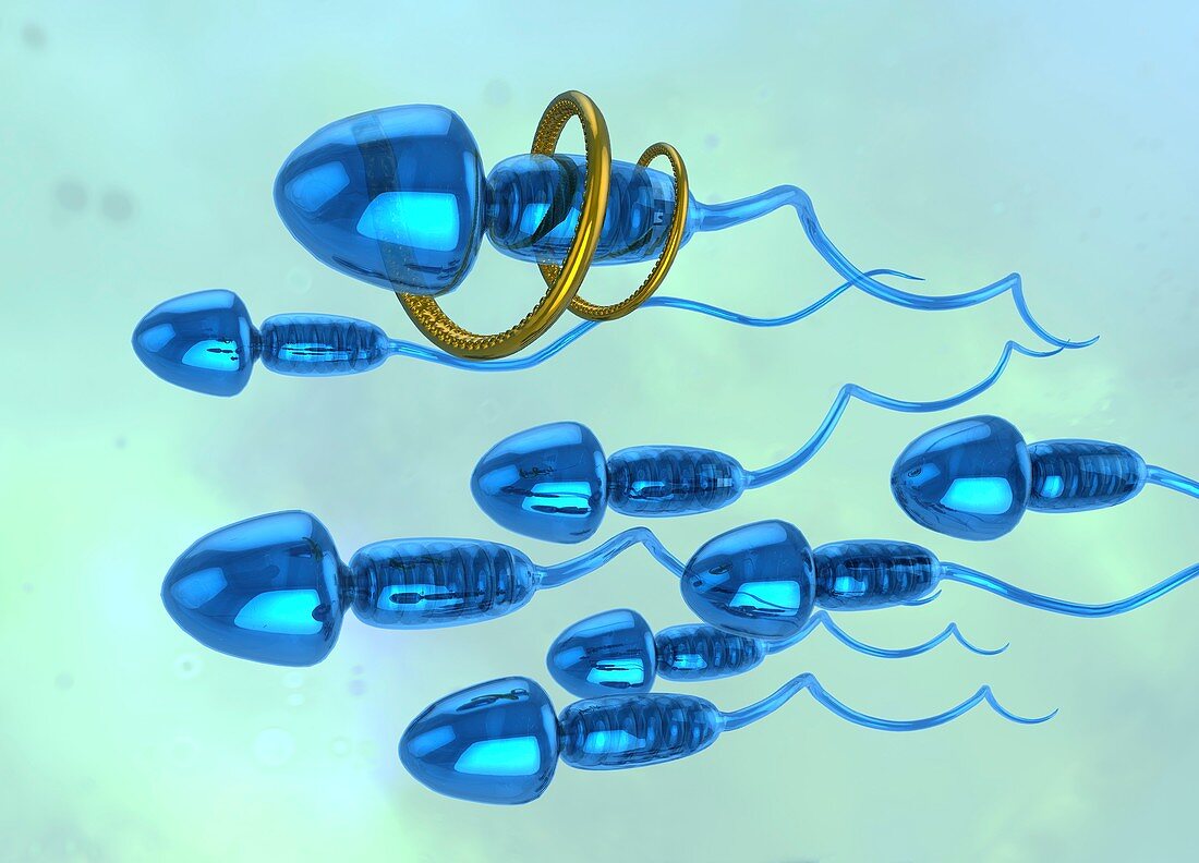 Nano sperm, illustration