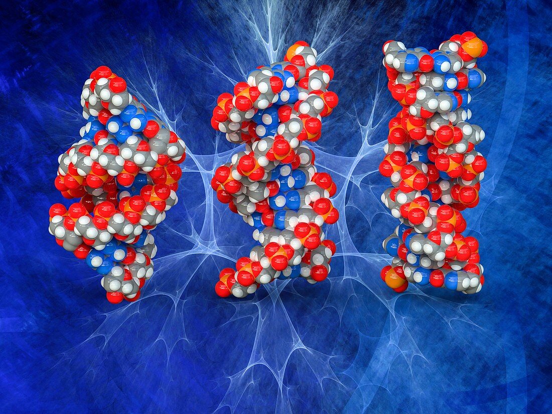 DNA typology, illustration