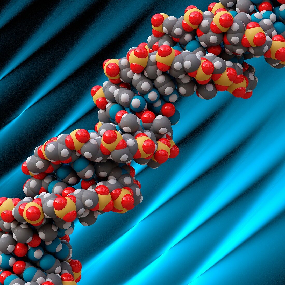 B-DNA molecule, illustration