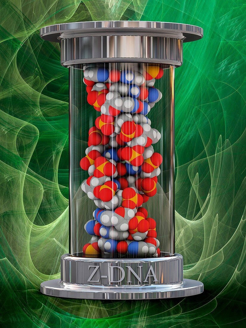Z-DNA, illustration