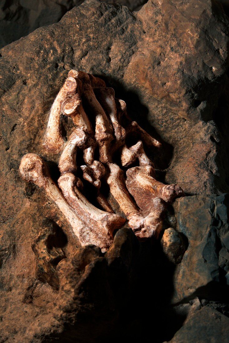 Little Foot Australopithecus fossil hand bones