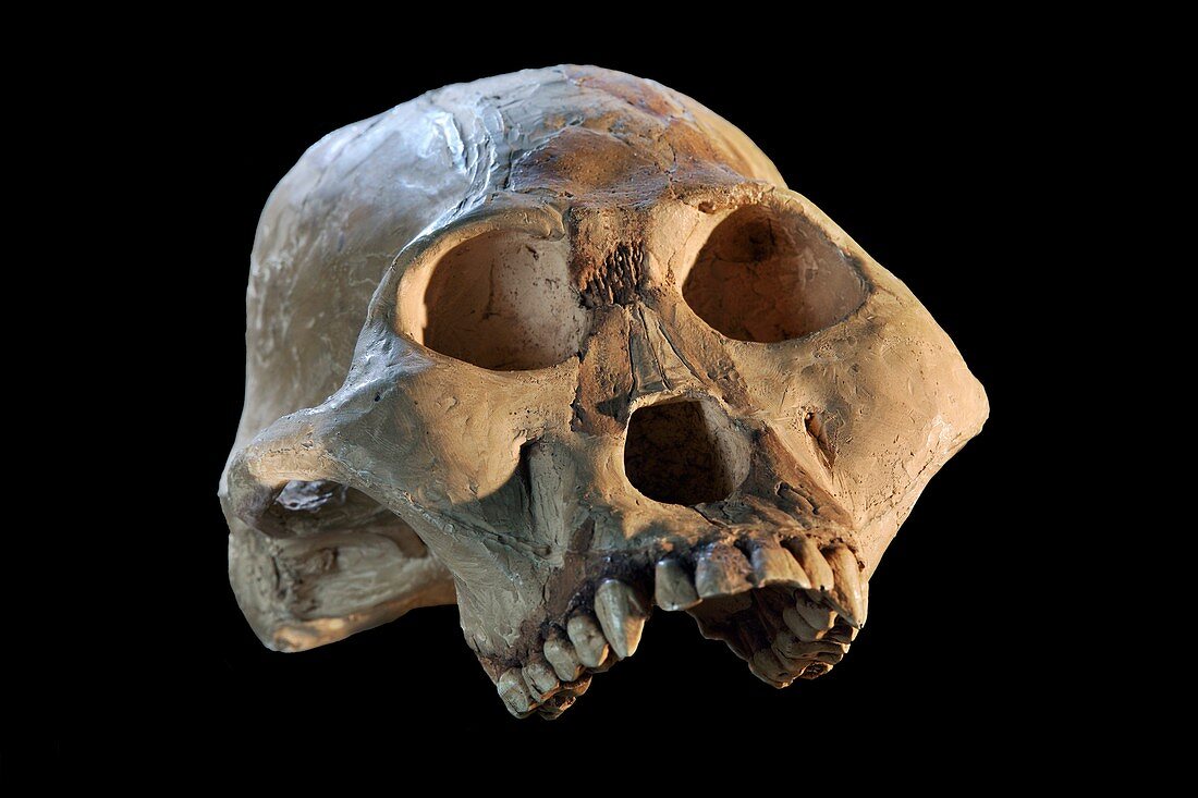 Australopithecus fossil skull cast