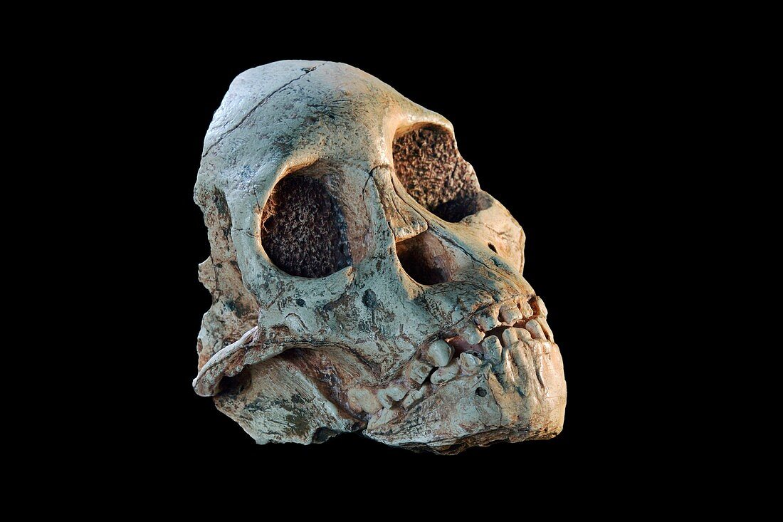 Australopithecus africanus fossil skull cast