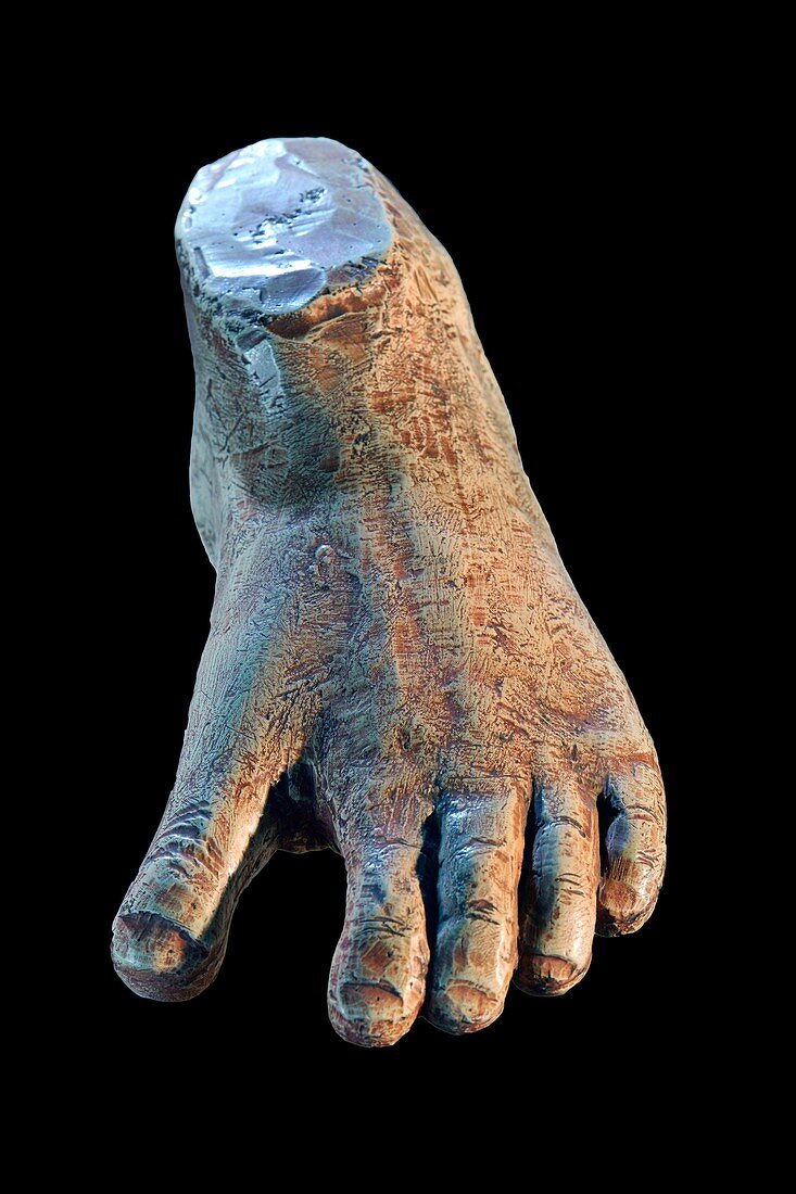 Little Foot Australopithecus fossil foot reconstruction
