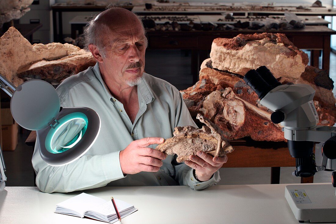Ronald Clark with Little Foot Australopithecus fossil