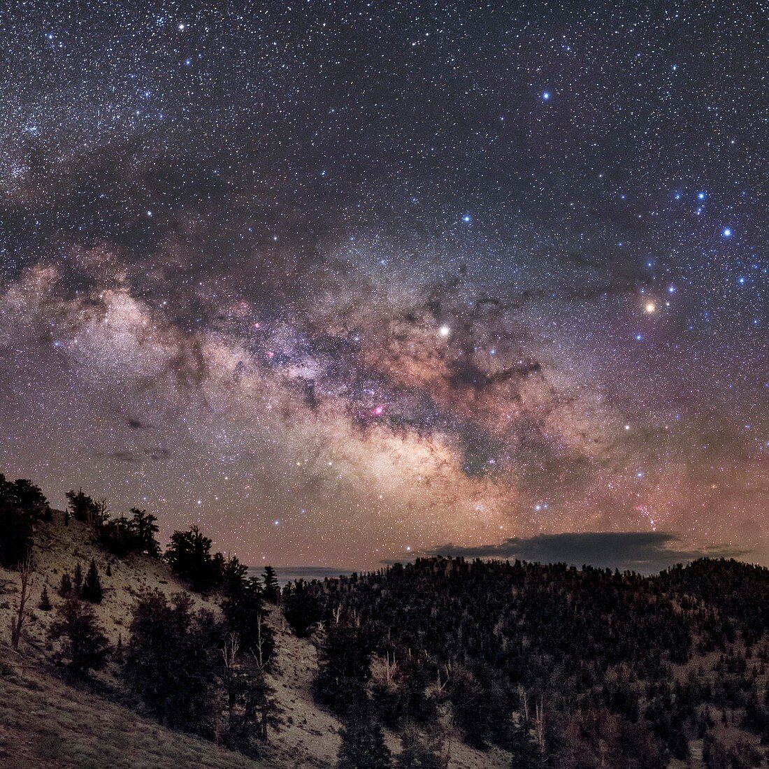 Milky Way over pine trees, California, USA