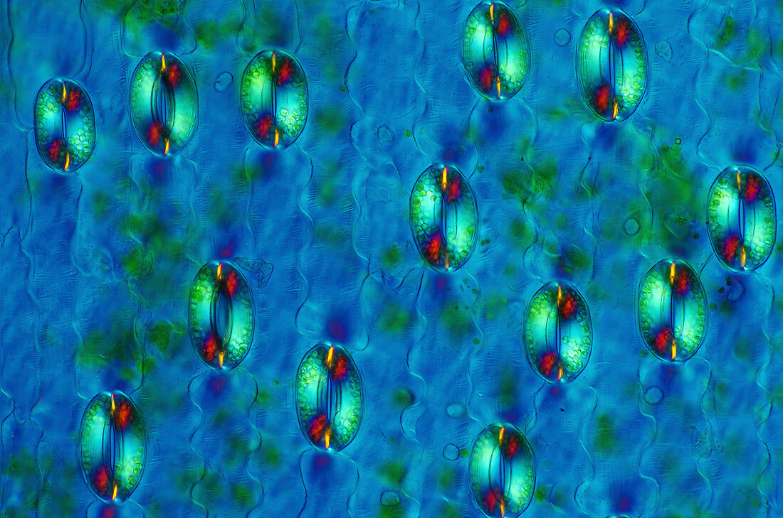 Lily (Lilium sp.) stomata, light micrograph