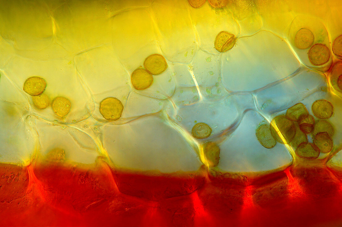 Moss spore capsule, light micrograph