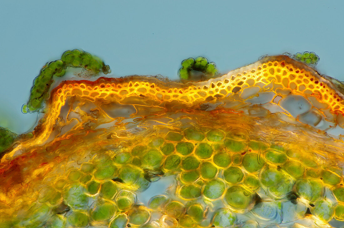 Larch (Larix sp.) stem, light micrograph