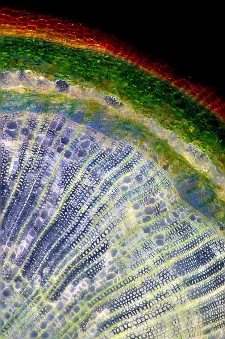 Alder buckthorn (Frangula alnus) stem, light micrograph