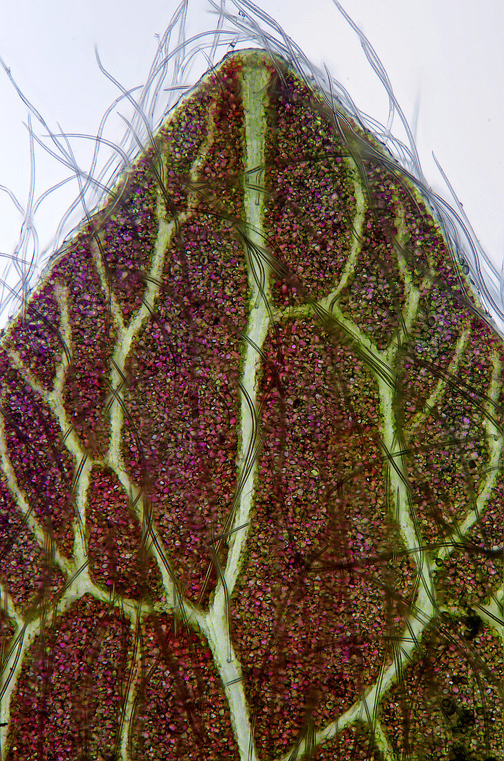 Liverleaf (Hepatica sp.) bract, light micrograph