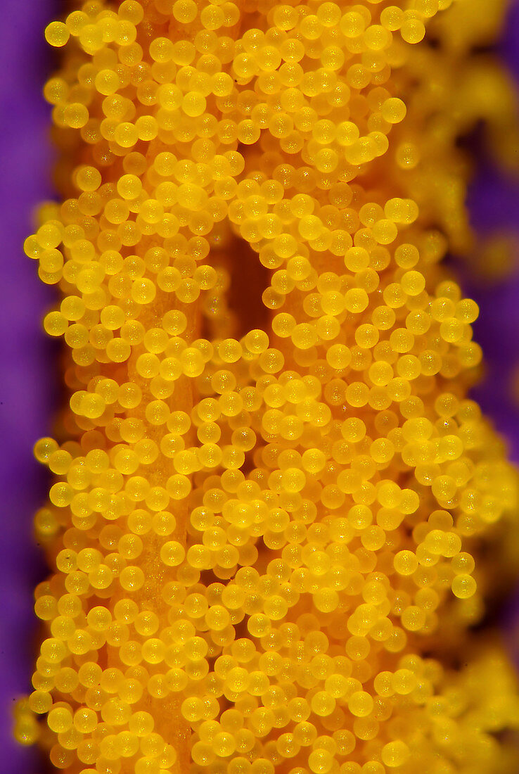 Crocus (Crocus sp.) pollen, light micrograph