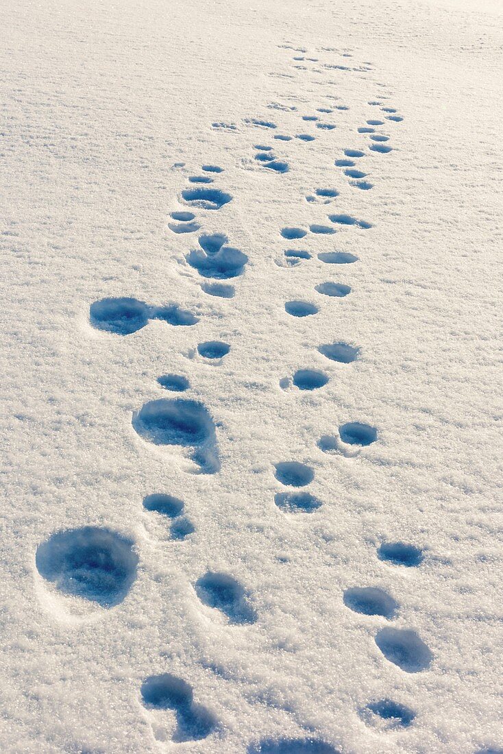 Polar bear family tracks