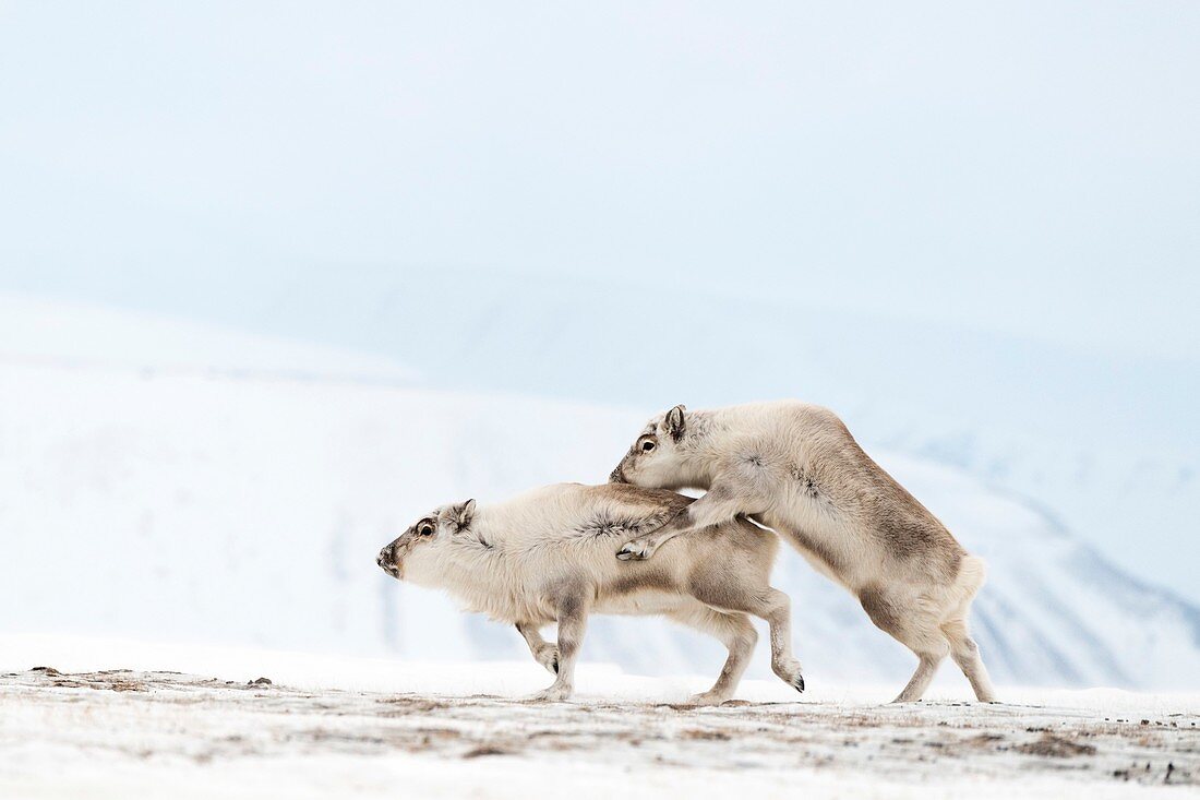 Svalbard reindeer mating