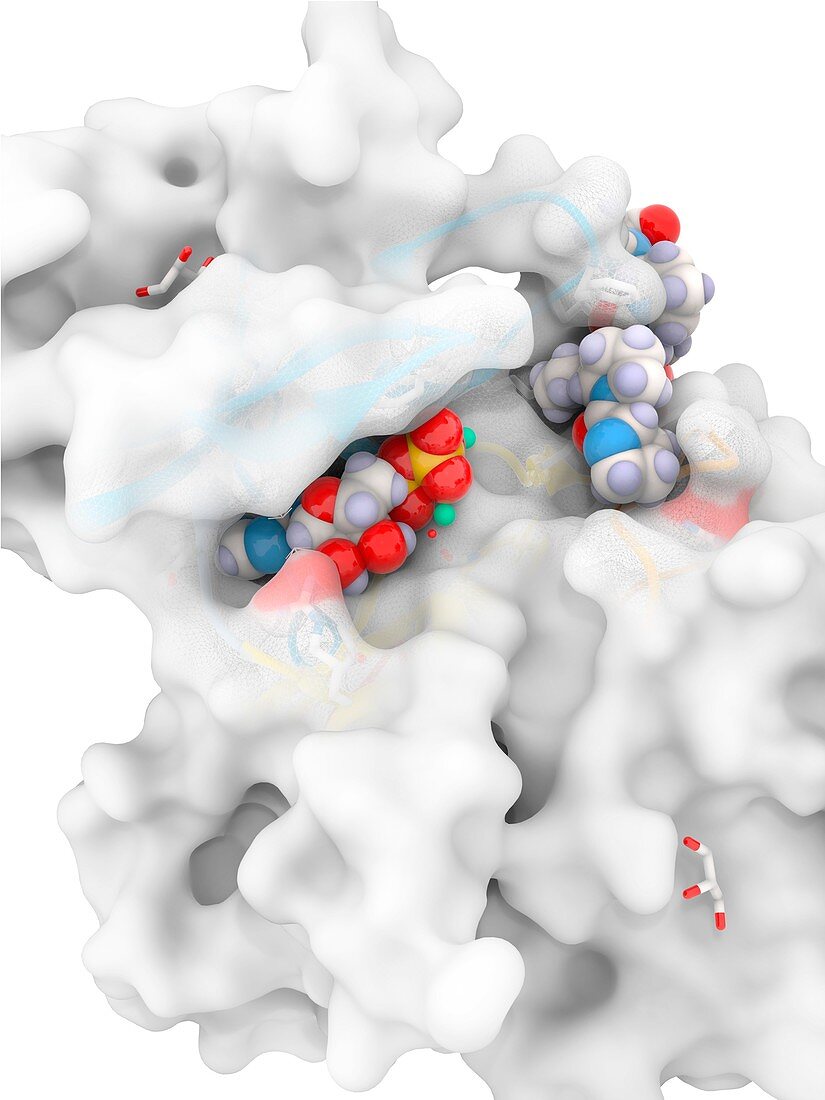 GSK3B enzyme complex with ADP and inhibitor, illustration