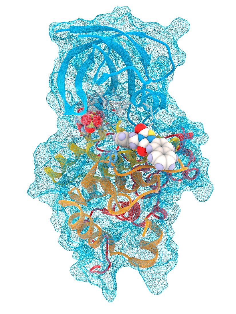 GSK3B enzyme complex with ADP and inhibitor, illustration