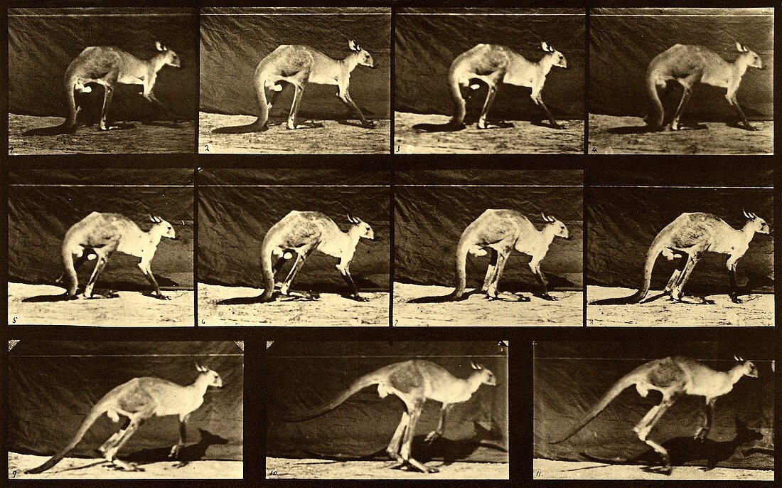 Kangaroo jumping, Muybridge motion study, 1880s