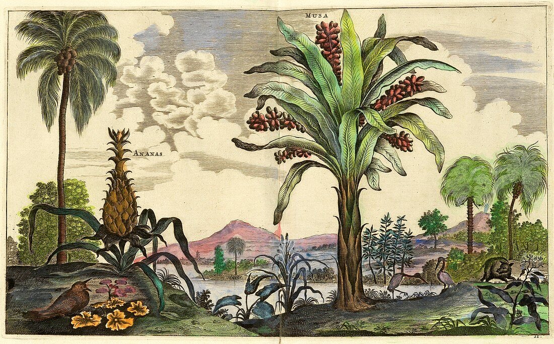 Pineapple plant and banana tree, 17th century