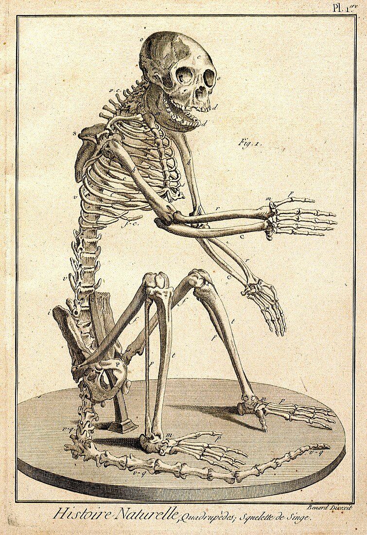 Monkey skeleton, 18th century