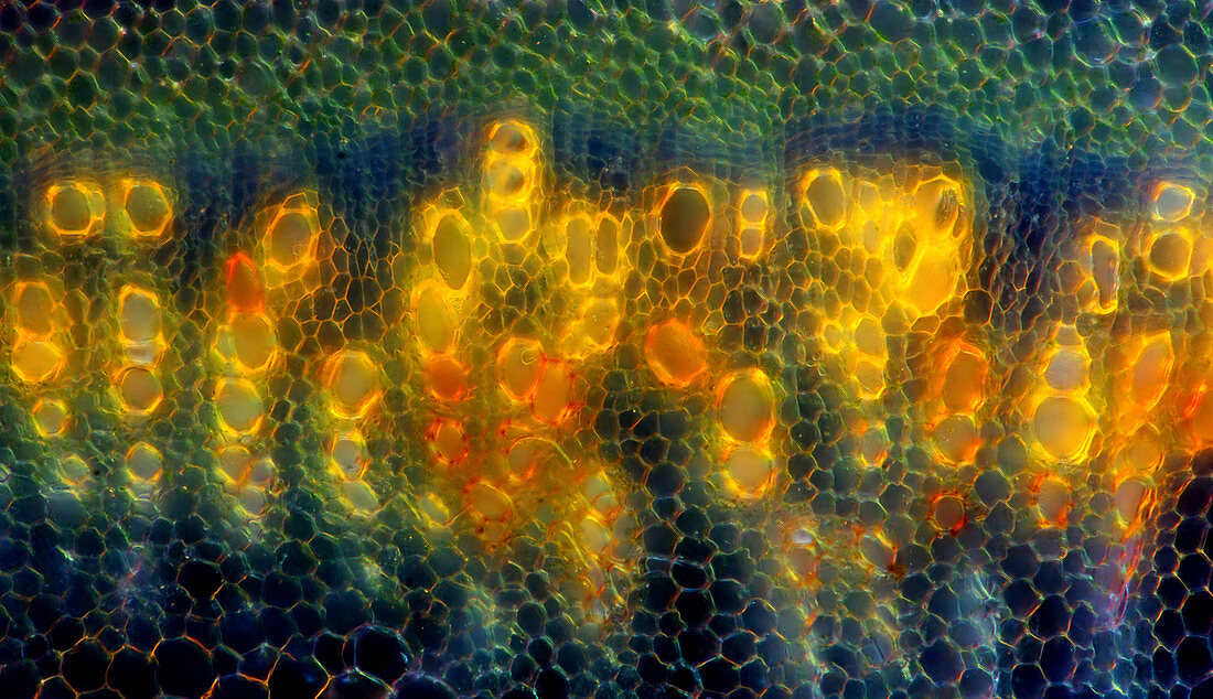 Basil stalk, light micrograph