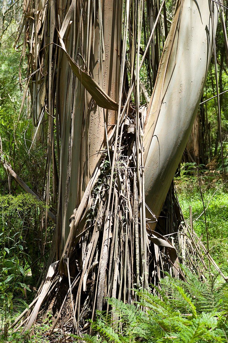 Decorticating bark of Eucalyptus regnans