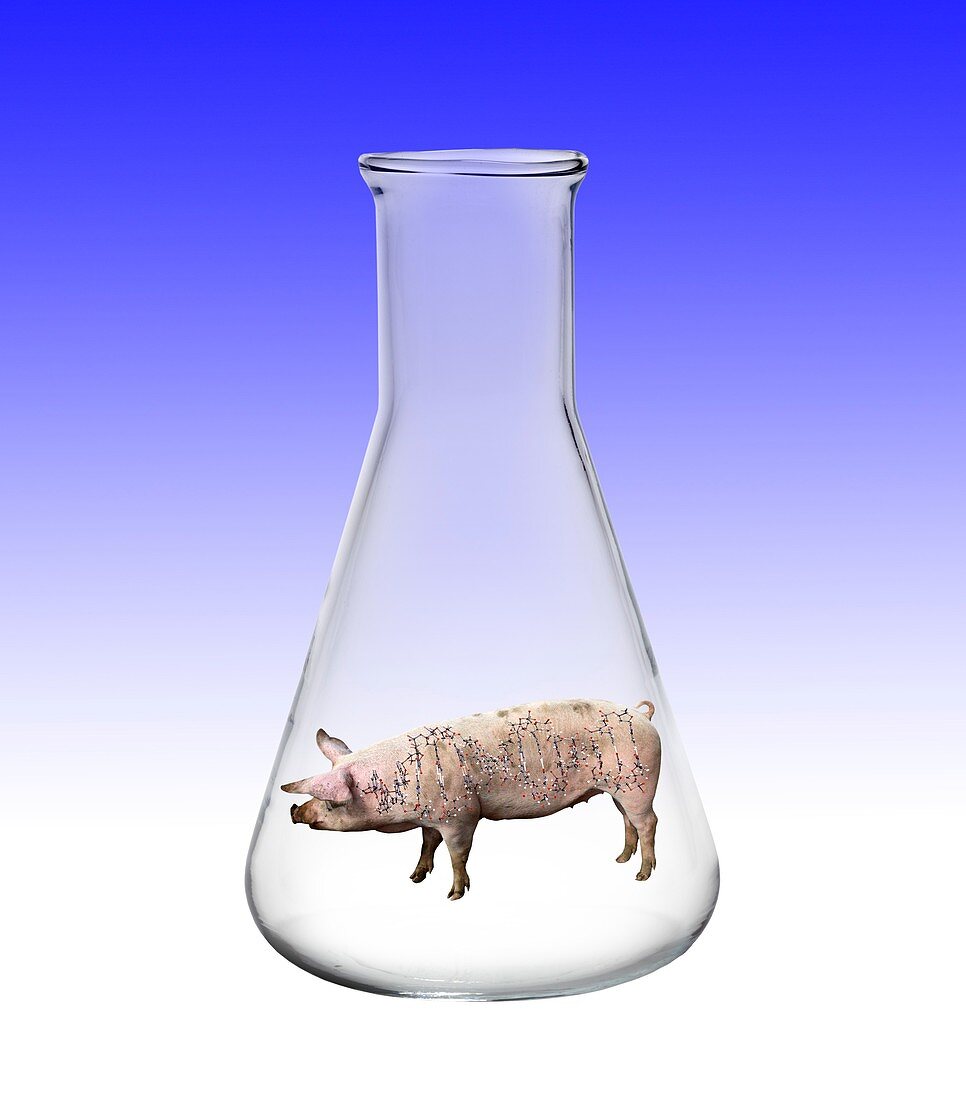 Pig genetics research, conceptual image