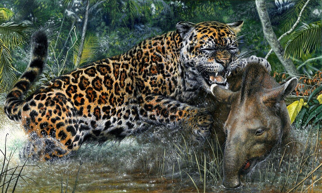 Jaguar hunting a tapir, illustration