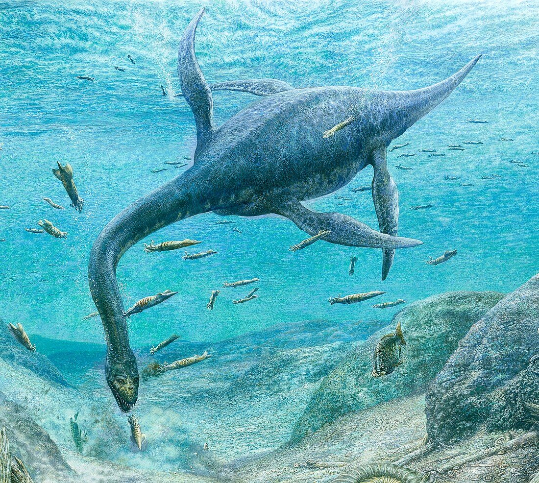 Plesiosaur feeding, artwork