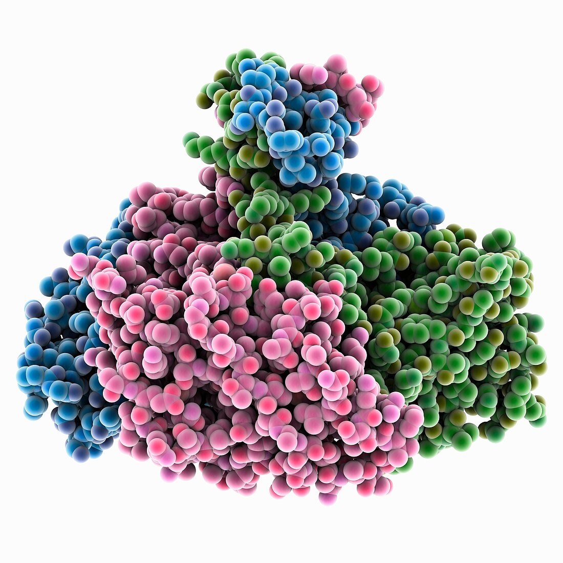 Banna virus outer coat protein, molecular model