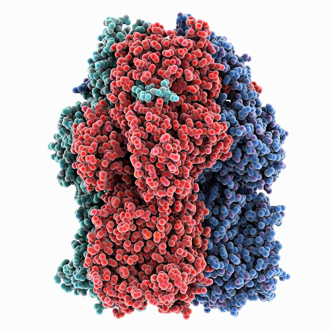 Multidrug efflux transporter AcrB, molecular model