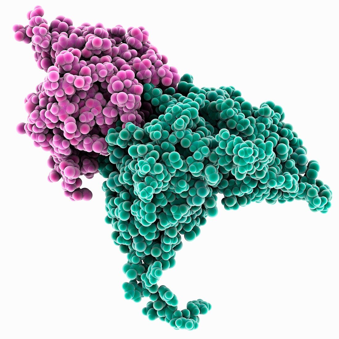 Antibody-interleukin complex, molecular model