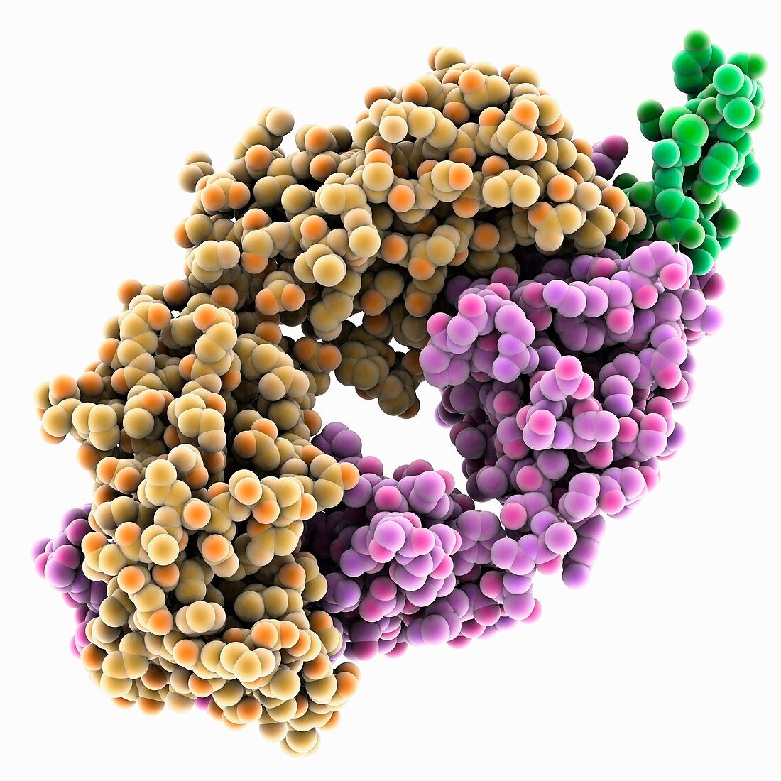 Rituximab antibody complex, molecular model