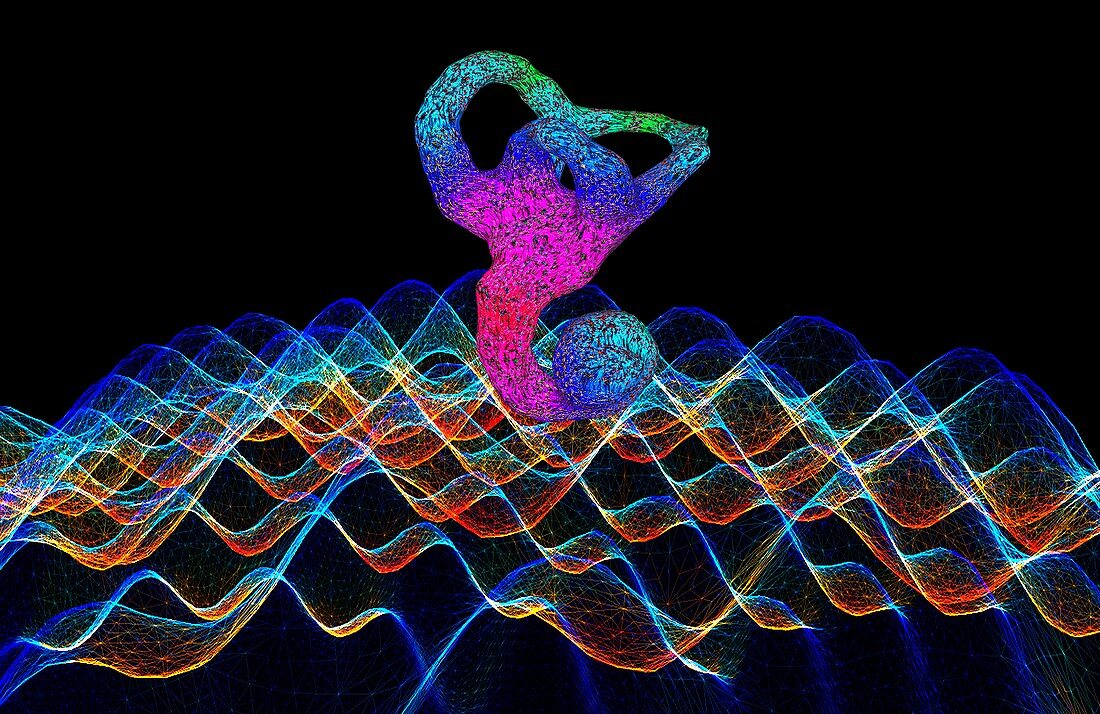 Inner ear and sound waves, illustration