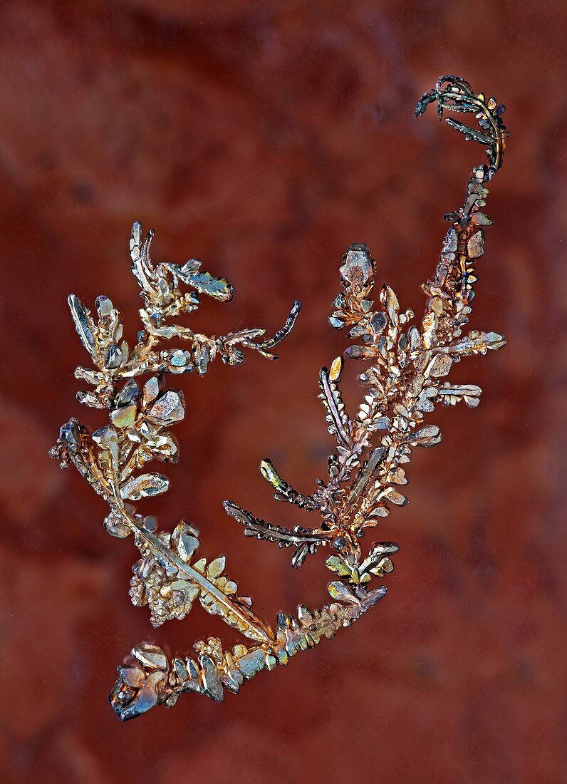 Dendritic crystals of copper