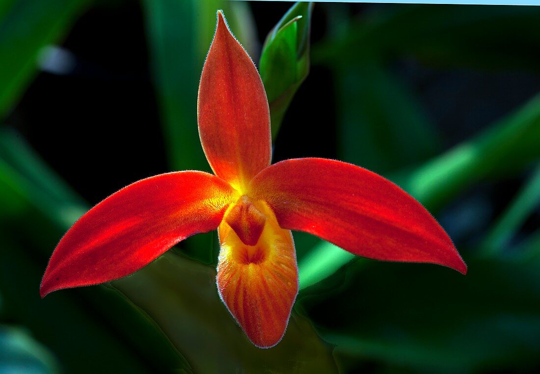 Orchid, Phragmipedium dalessandroi