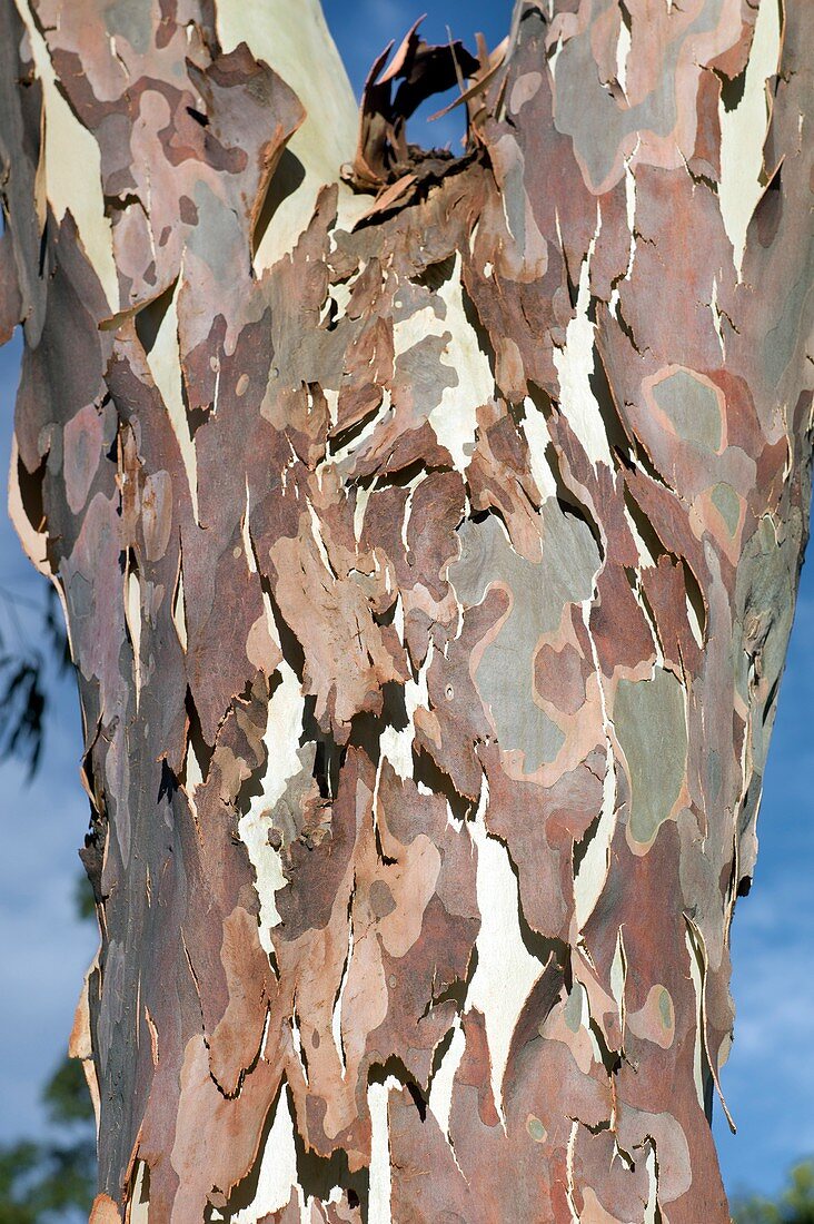 Peeling Eucalyptus camaldulensis bark