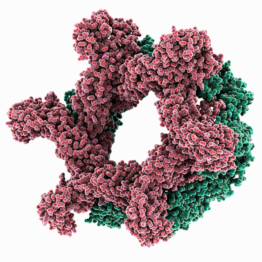 Rift Valley fever virus glycoprotein, molecular model