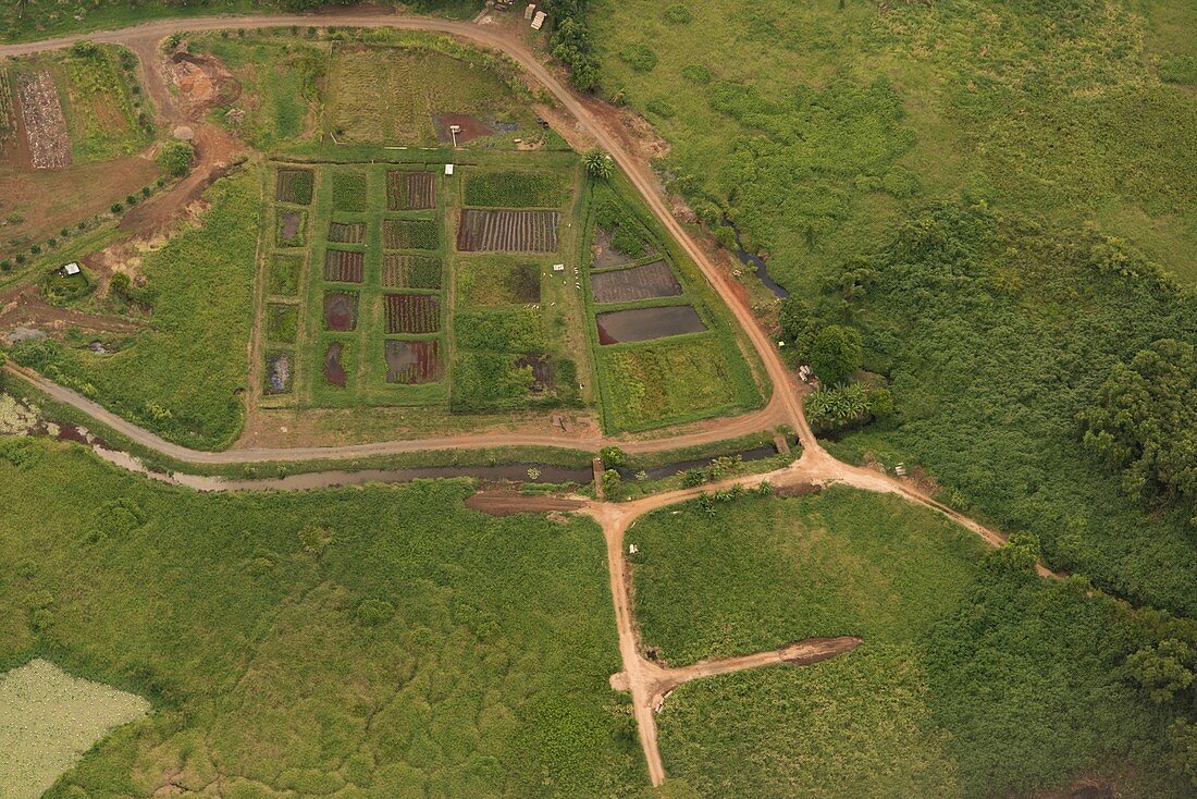 Vegetable gardens, Oahu, Hawaii, USA, aerial photograph
