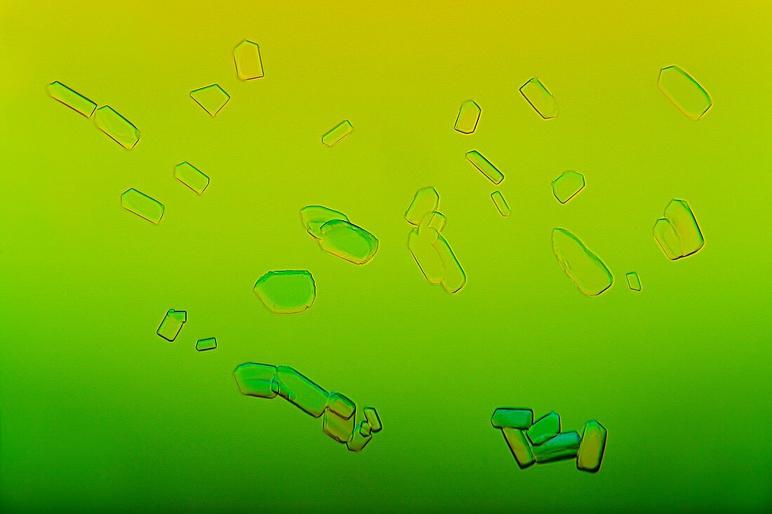 Glucose crystals, light micrograph