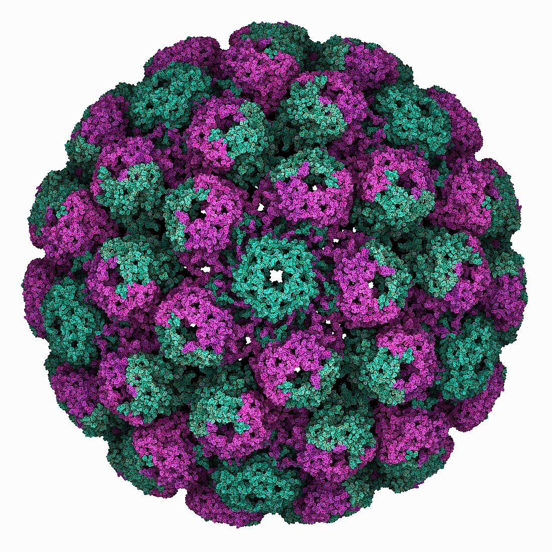 BK polyoma virus capsid, molecular model