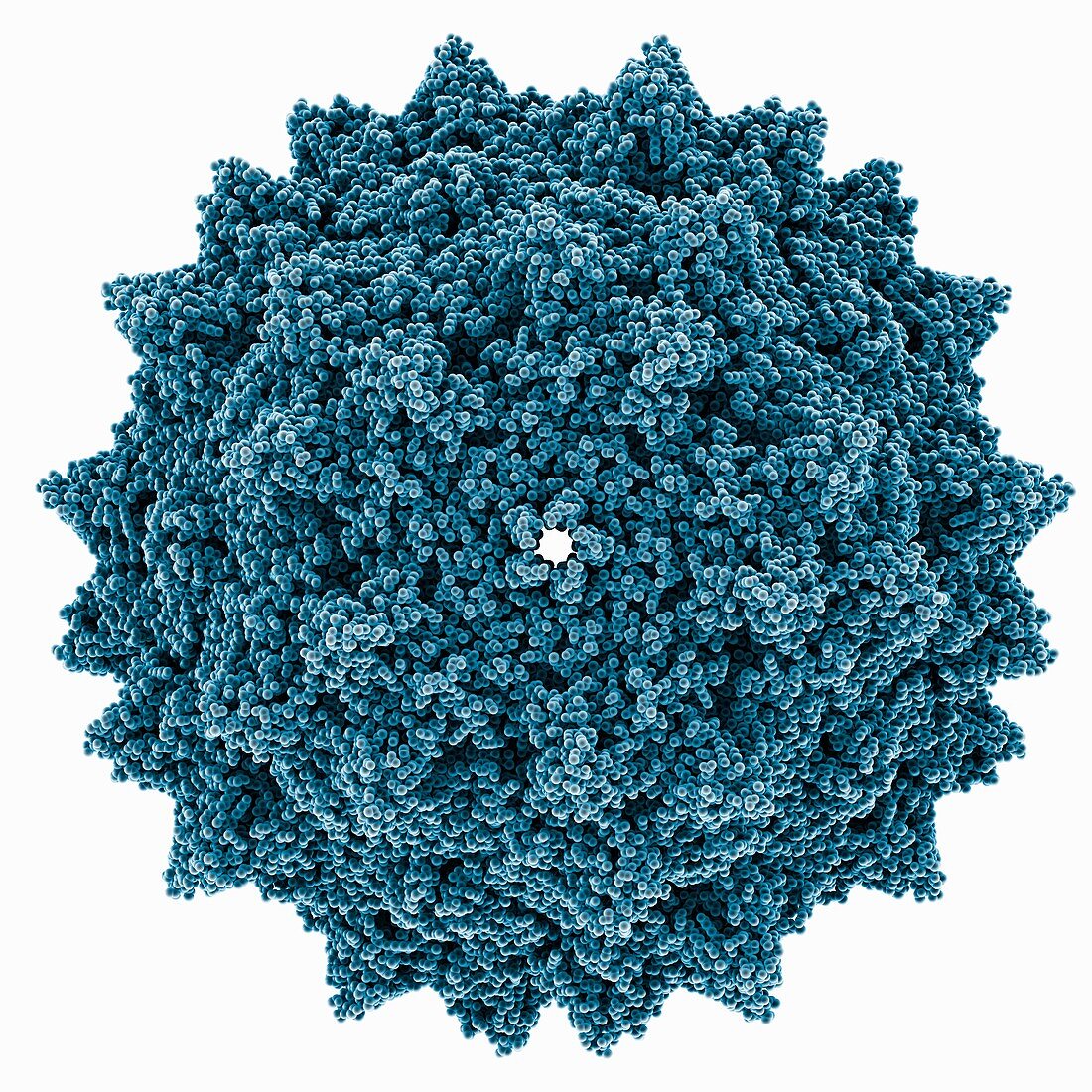 Adeno-associated virus type 2 capsid, molecular model