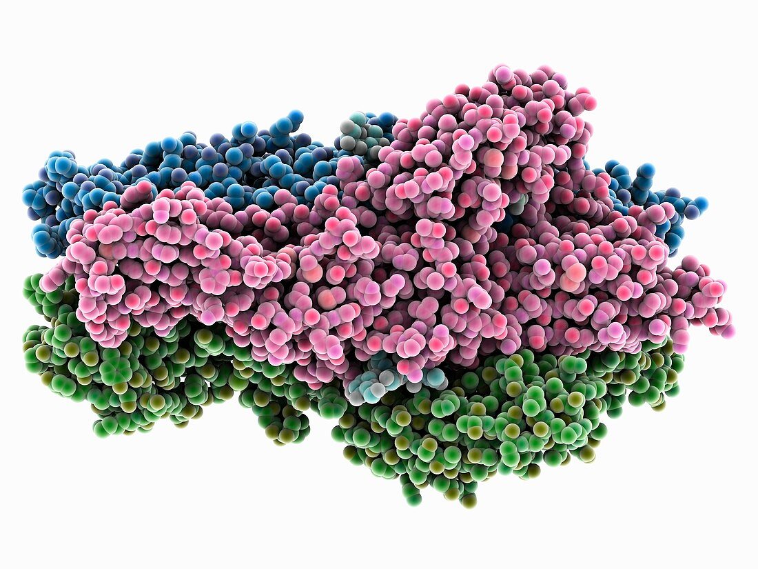 Puumala virus glycoprotein C, molecular model