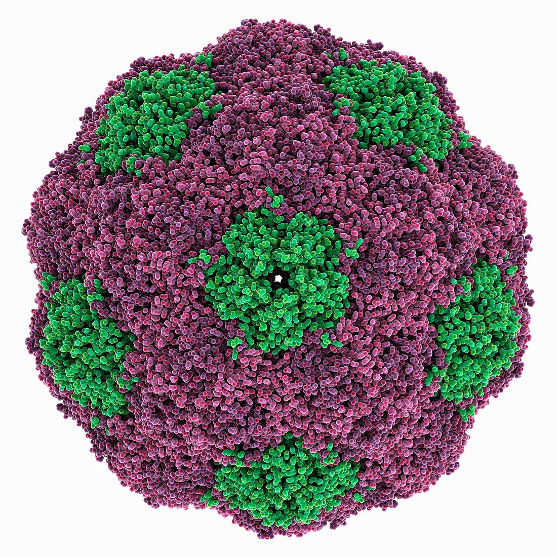 Human parechovirus 1 capsid, molecular model