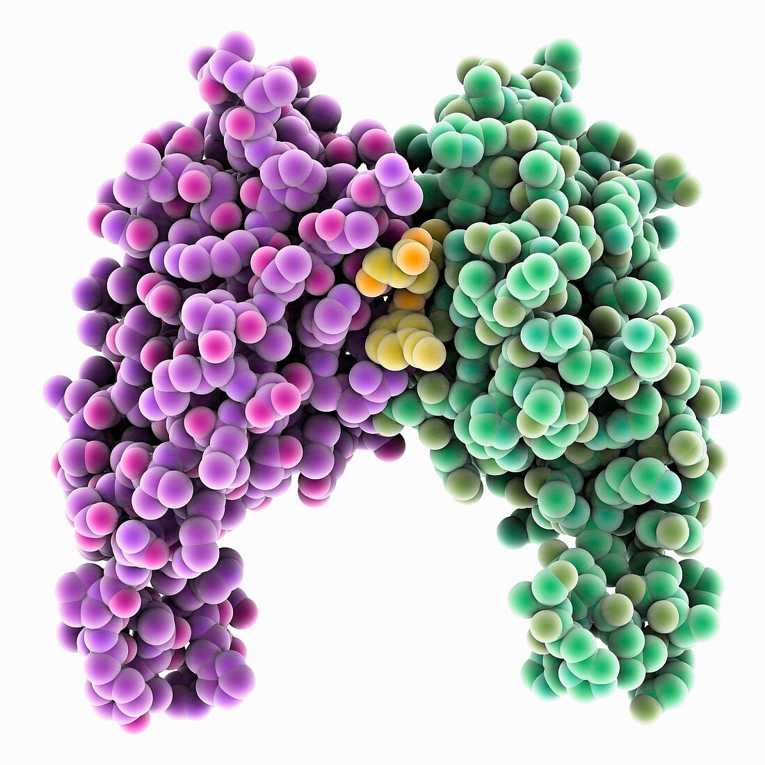 Programmed cell death ligand, molecular model