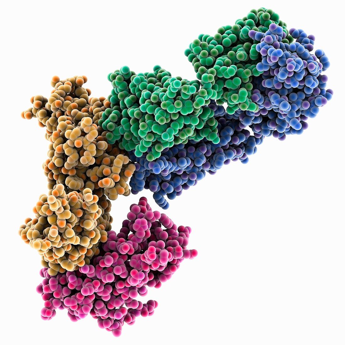 Interleukin-Briakinumab complex, molecular model