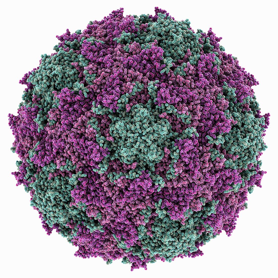 Poliovirus type 3 virus-like particle, molecular model