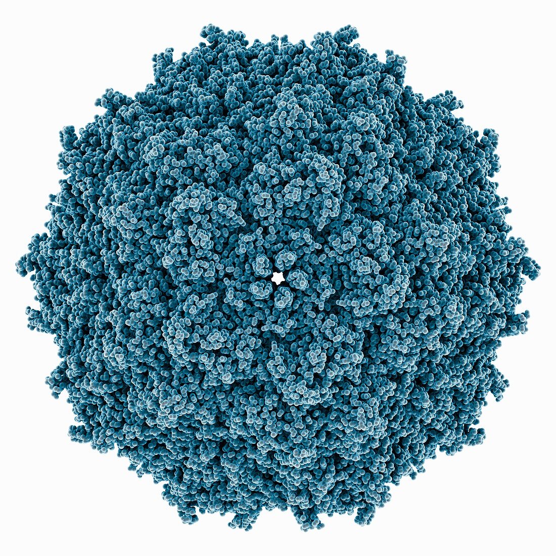 Human bocavirus-4 capsid, molecular model