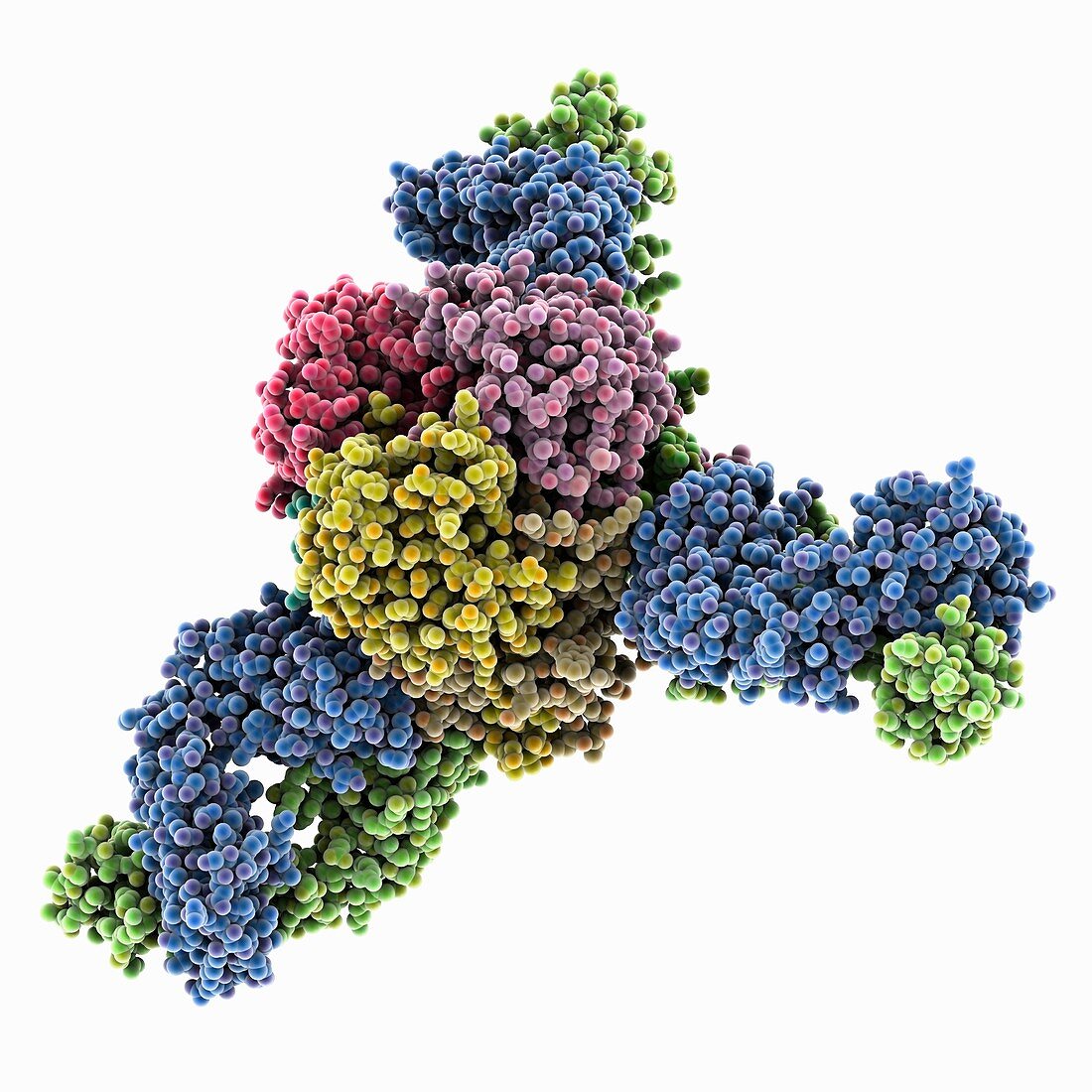 Lassa virus protein with antibody, molecular model