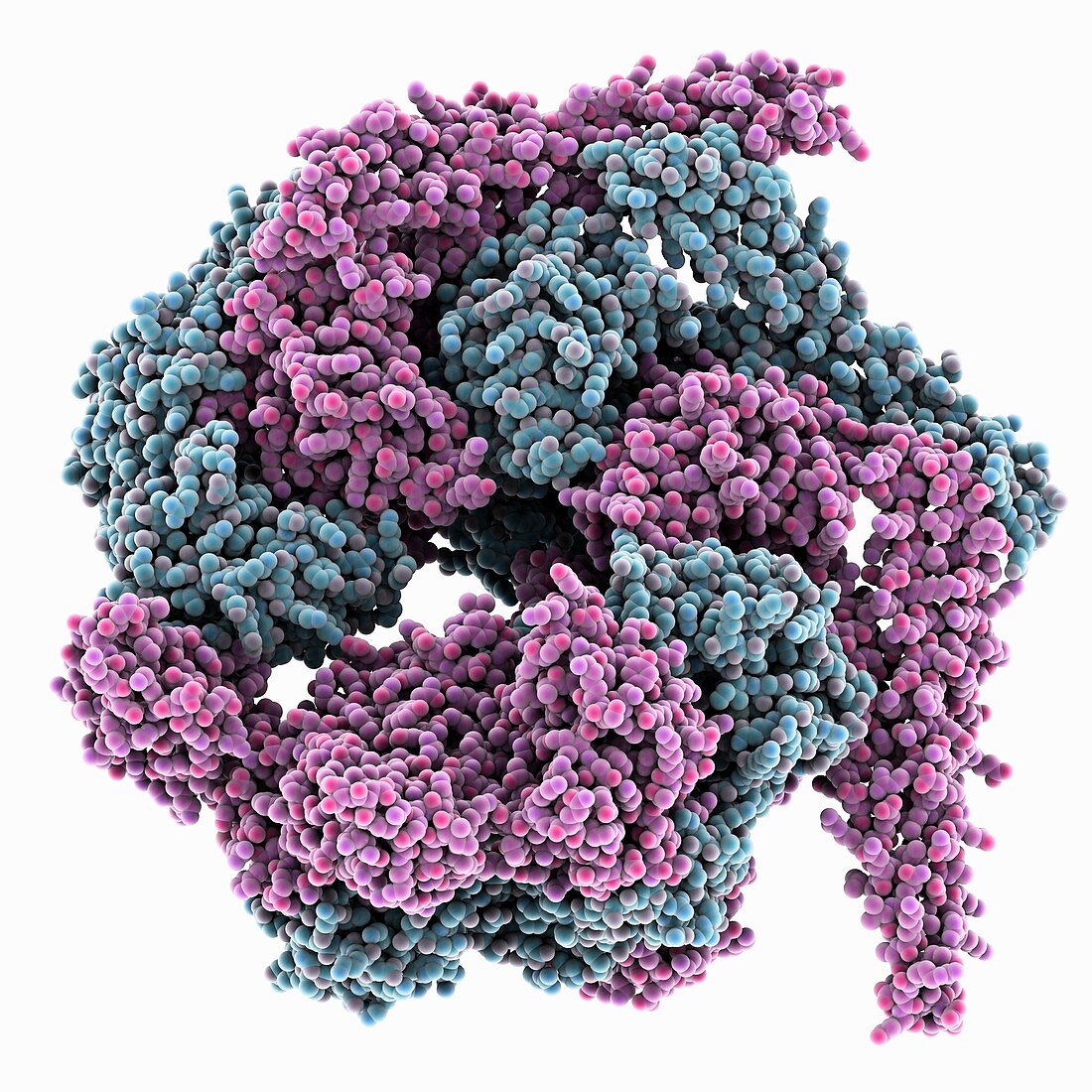 Yeast heat shock protein 104, molecular model