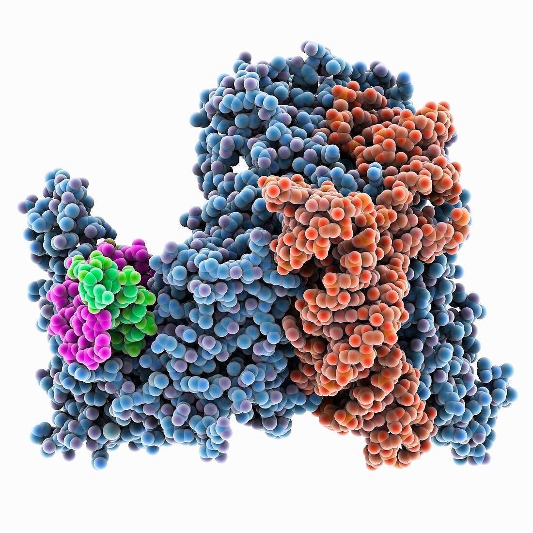 CRISPR-associated protein complex, molecular model